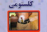 کلستومی